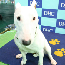 ちぇりーちゃん