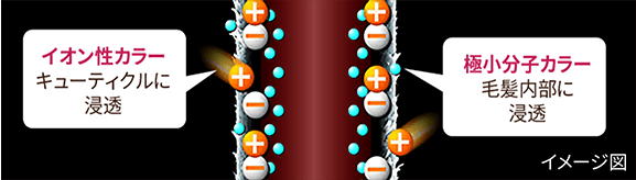 �C�I�����J���[ �L���[�e�B�N���ɐZ�� �ɏ����q�J���[ �є������ɐZ�� �C���[�W�}