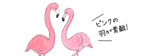 ピンクの羽が素敵！