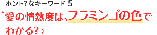 ホント？なキーワード5 愛の情熱度は、フラミンゴの色でわかる？