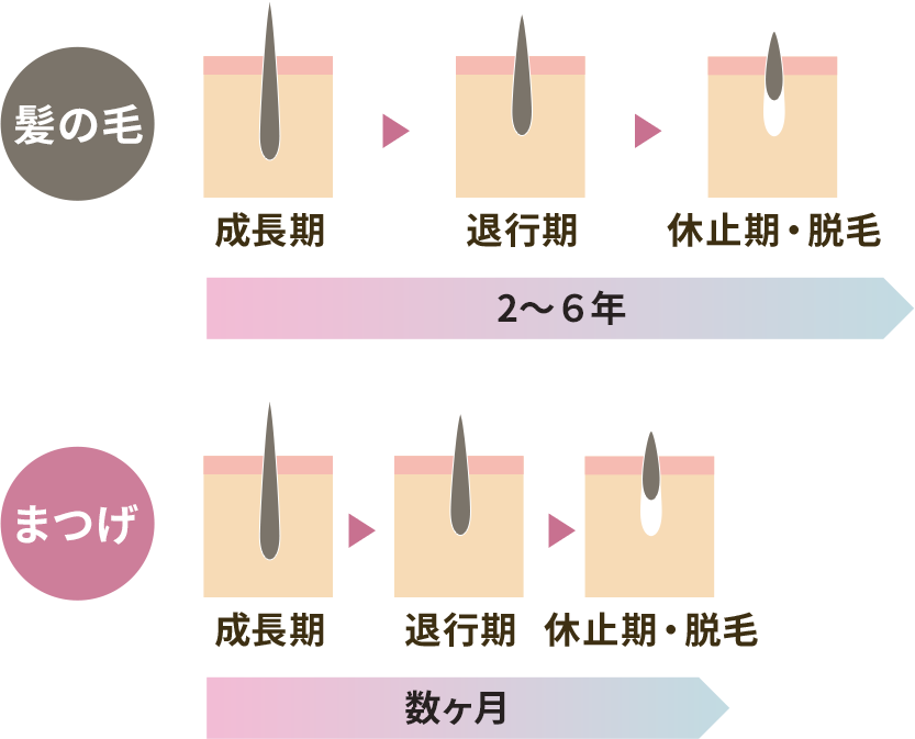 髪の毛は成長期・退行期・休止期・脱毛のサイクルが2〜6年、まつげは同じサイクルが数ヶ月と短い